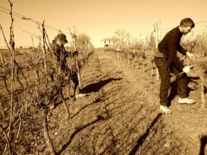 Taille des vignes